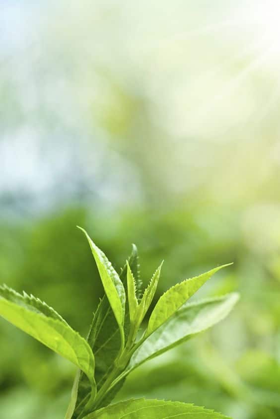 Why do different types of tea taste different?