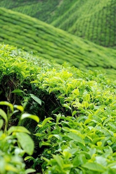 Green tea