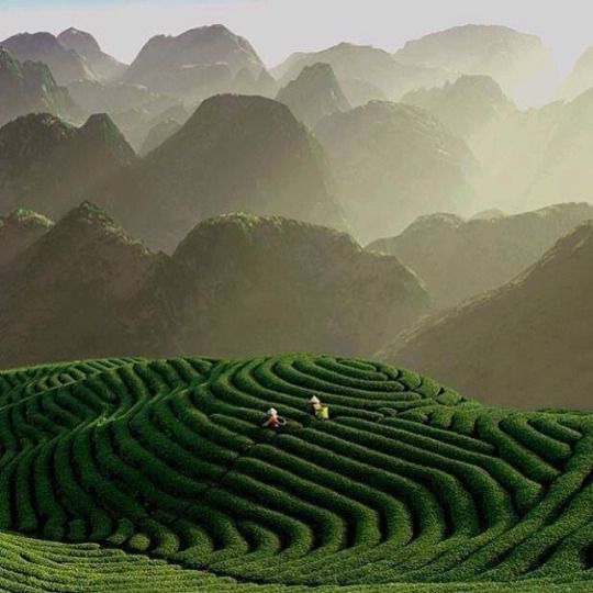 Why do different types of tea taste different?