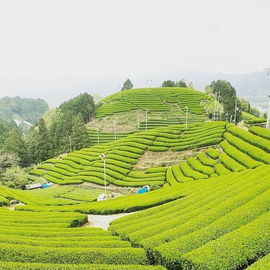 Matcha Cafe
