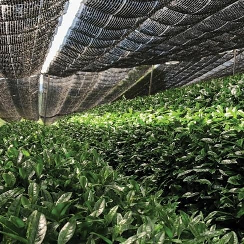 Matcha Field 