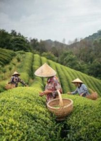 Growing Tea Leaves