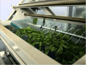 Tea Processing
